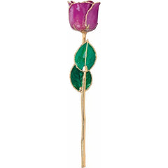 24K Gold Amethyst Colored Rose.